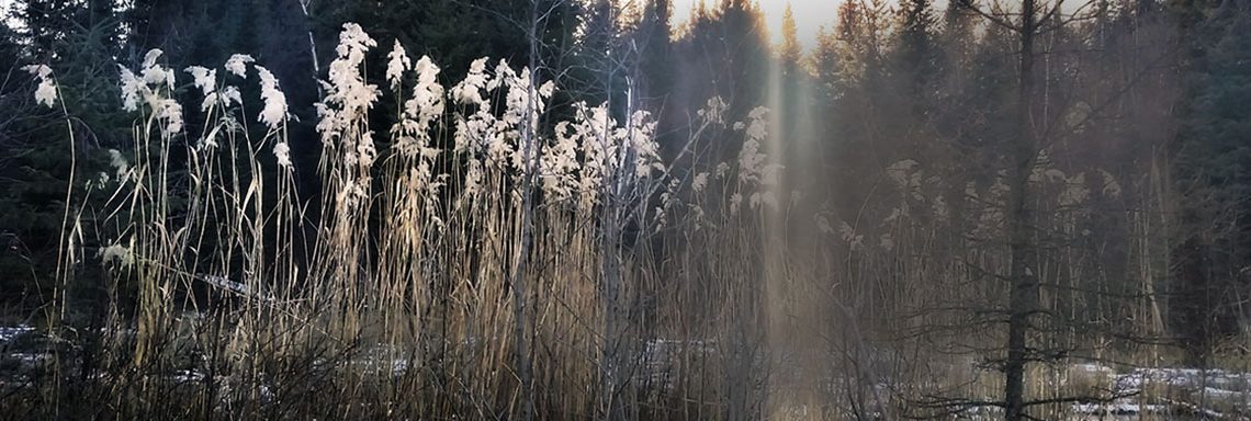 wildood morning - pond with sunlight beam- dawn kotzer photos