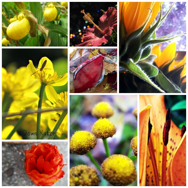 Sunshine colour Flora-Mora photos by Dawn Kotzer